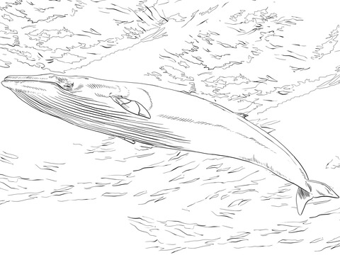 Minke Whale Coloring Page